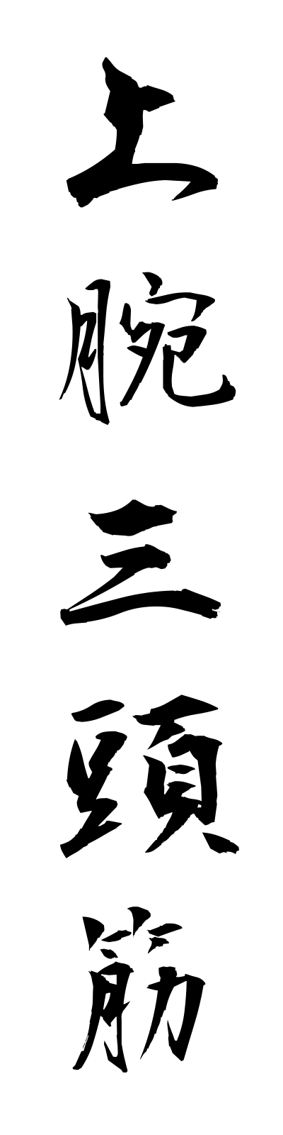 s2/s20521上腕三頭筋jowansantokin